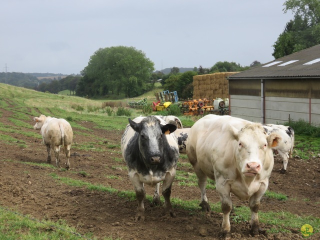 Randonnée joëlettes à Boninne