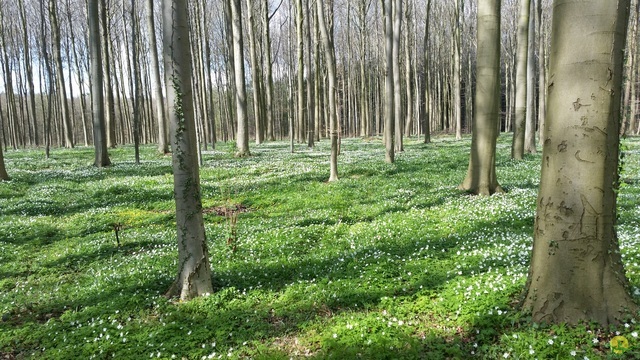 Randonnée joëlettes à Braine-le-Château
